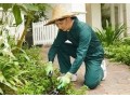 looking-for-gardening-services-small-1