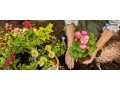 looking-for-gardening-services-small-0