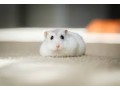 hamster-for-sale-small-0