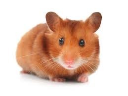hamster-for-sale-big-1