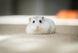 hamster-for-sale-big-0