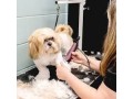 pet-grooming-services-for-dogs-small-1