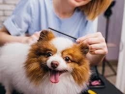 pet-grooming-services-for-dogs-big-0