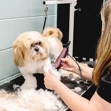 pet-grooming-services-for-dogs-big-1