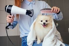 pet-grooming-services-for-dogs-big-2