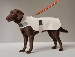 all-pets-accessories-big-0