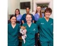 pet-vet-services-small-0